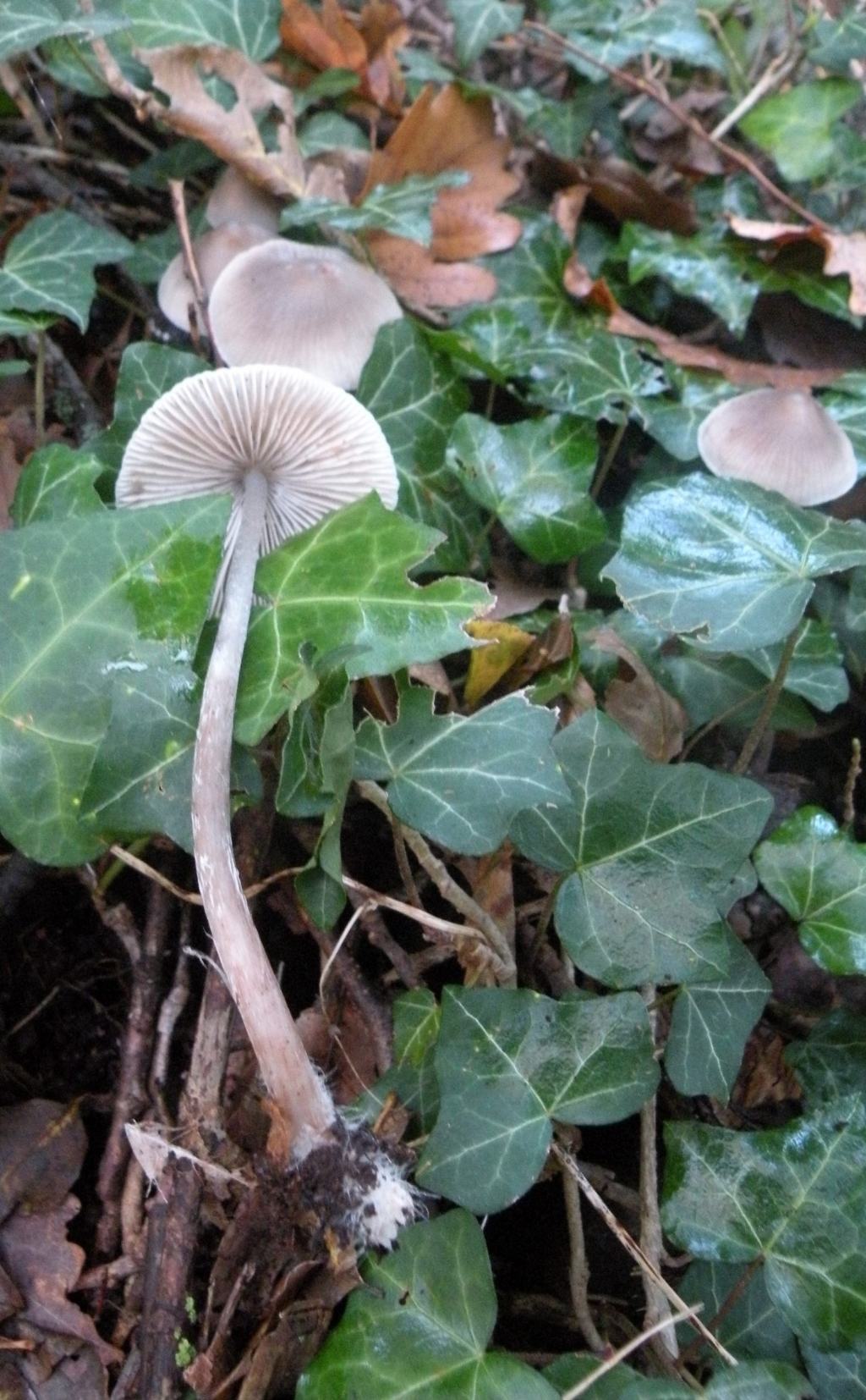 Ancora una Mycena....